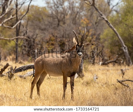 roan antelope standing with bush behind Royalty-Free Stock Photo #1733164721