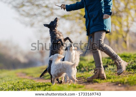 picture of a woman walking with cute small dogs outdoors