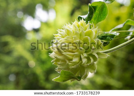 White clematis flower on a blurry green garden background