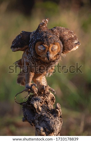 an owl eats green tree lizard