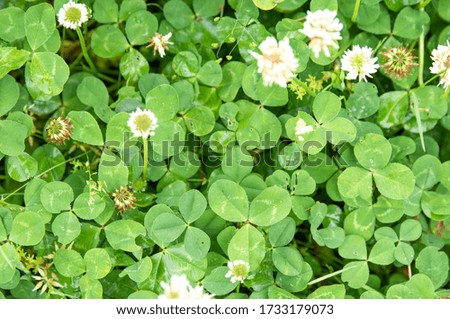 Clover field background suitable for Saint Patrick's Day, nature concept.