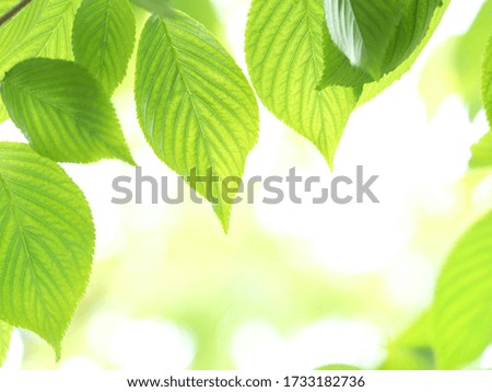 Fresh green cherry leaves shining under the sunlight
