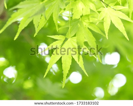 Fresh green maple leaves shining under the sunlight