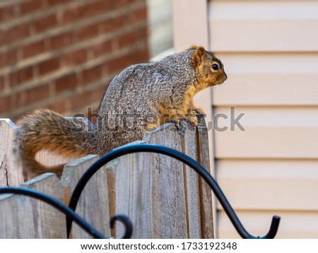 A closeup shot of a squirrel sitting on the wooden fence