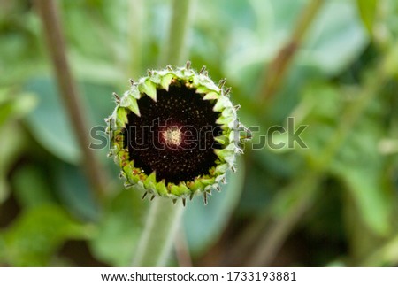 Outdoor potted organic flower, family Asteraceae