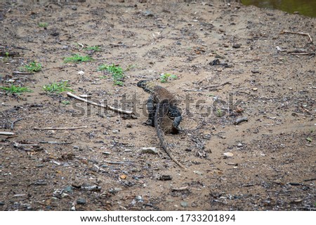 
A young Komodo dragon on a sandy shore, view from the back.