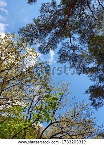 This is a picture looking up from inside Seoraksan in Korea. The view of the sky seen through the trees is impressive.