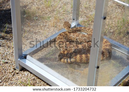 A shot of a rattlesnake in a container that will be used to safely transport and relocate the rattlesnake. Royalty-Free Stock Photo #1733204732