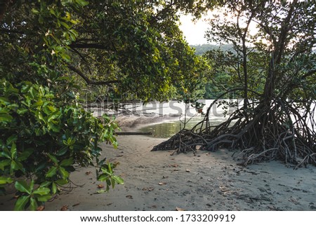 Mangrove forest in Australia growing from water