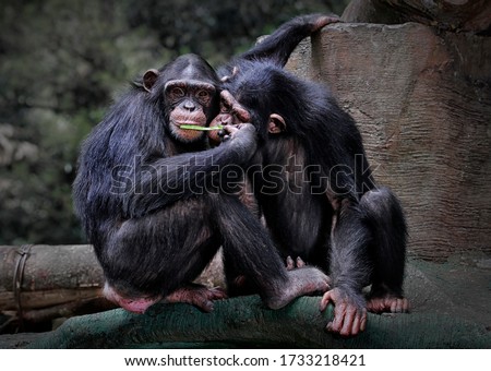 The chimpanzee (Pan troglodytes), also known as the common chimpanzee, robust chimpanzee, or simply "chimp", is a species of great ape native to the forest and savannah of tropical Africa Royalty-Free Stock Photo #1733218421