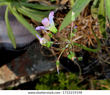 Macro photography of a small spider in a small purple flower camouflages itself waiting for a prey on a sunny day