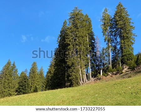 Evergreen forest or coniferous trees on the slopes of the Pilatus massif and in the alpine valleys below the mountain peaks, Alpnach - Canton of Obwalden, Switzerland (Kanton Obwalden, Schweiz)