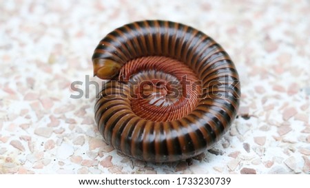close-up of millipede curled up on the ground,See the legs of millipede in a hundred legs Royalty-Free Stock Photo #1733230739