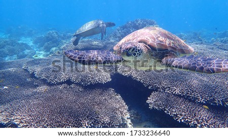 Turtle under the blue ocean