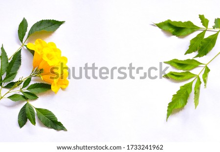 Yellow Flowers and leaves with white background