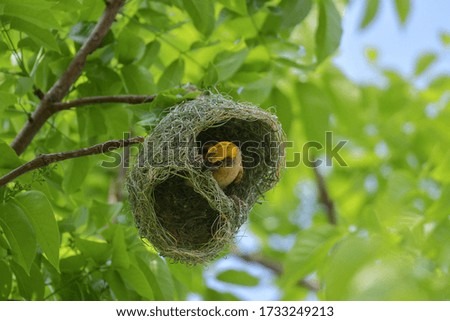 Asian golden weaver bird is nesting in the grass on the tree. During the approaching breeding season to use as an incubator.