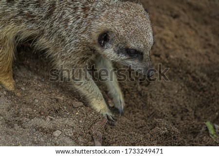 The meerkat (Suricata suricatta) digs a hole. It lives in the Desert in Botswana, Namibia and southwestern Angola, and in South Africa.