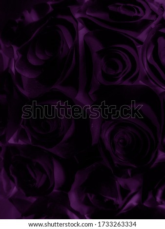 Beautiful abstract color blue pink and purple flowers on black background and blue graphic dark pink flower frame and pink leaves texture, purple background, colorful graphics banner 