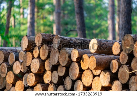 stacked tree trunks prepared in the forest, logging in the Czech Republic Royalty-Free Stock Photo #1733263919