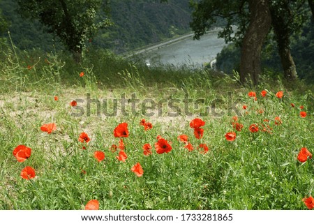 Poppy flower meadow with river in background