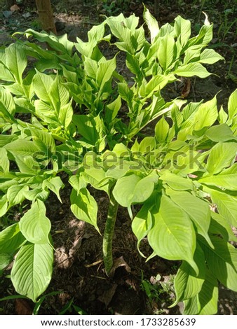 a beautiful plant of elephant foot vegetable.Elephant foot is used to prepare tasty curry.
