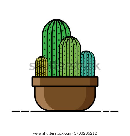 cactus isolated on white background.cactus on pot