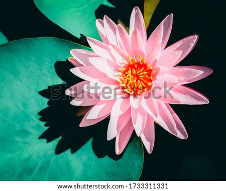 Top view of single pink blooming lotus flower (Nelumbo nucifera) and green leaf on lotus pond, Best Overal 1st Place Waterlily from The Waterlily & Water Gardening Society, world champion lotus