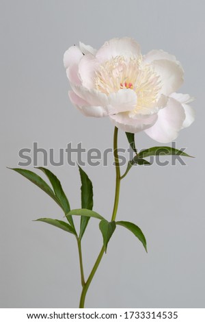 Tender pale pink peony flower isolated on gray background. Royalty-Free Stock Photo #1733314535