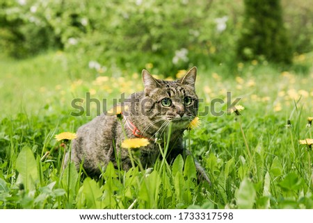 A grey mongrel cat sits in the garden in summer, against a background of blurred green grass, dandelions and foliage
