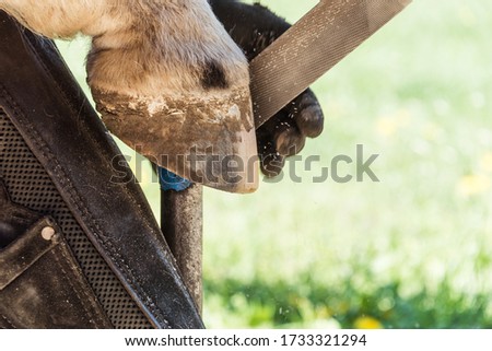 Horse farrier at work - trims and shapes a horse's hooves using rasper and knife. The close-up of horse hoof. Royalty-Free Stock Photo #1733321294