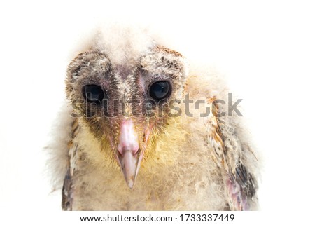 A chick of Barn Owl tyto alba isolated on white background