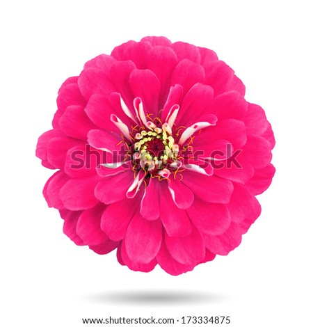 Red chrysanthemum selected. Isolated on white background.