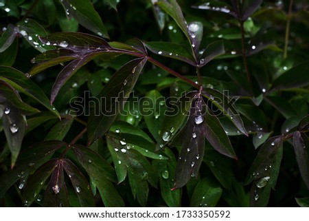 The leaves of tree peony (Paeonia suffruticosa) with sparkling drops after rain, natural background of the leaves