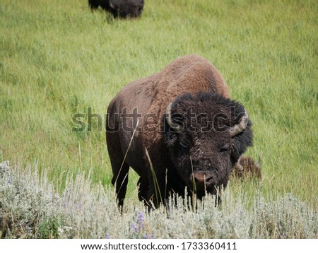 Picture of bison at yellowstone