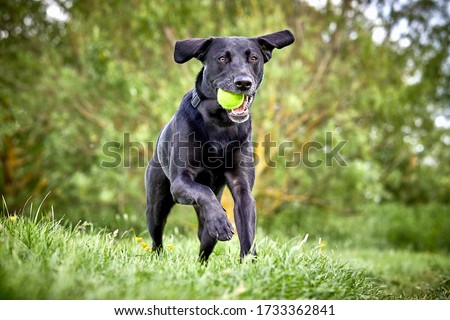 Happy Labrador pure breed dog running through the park retrieving tennis ball. Close up action shot with beautiful green colour trees and grass. Royalty-Free Stock Photo #1733362841