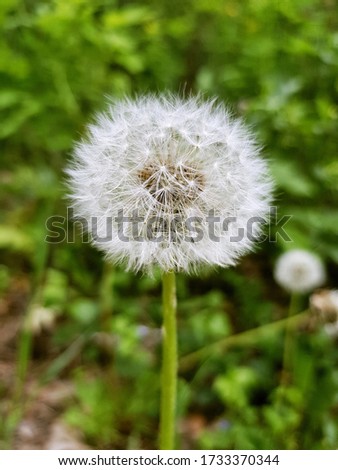 Vertical closeup picture of white fluffy dandelion in green grass in forest. Floral natural spring summer background. 