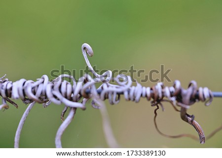 Photo of cut dry vines tendril on the guide wire in the vineyard