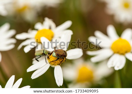 Bedbugs on a chamomile flower in a Spring field