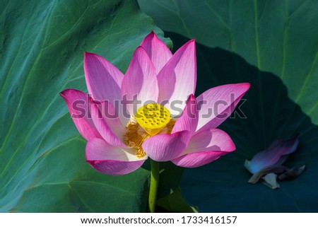 Beautifullotus flower and lotus flower plants, pure lotus flower, symbol of VietNam.