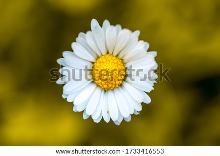 White daisy on a yellow blurred background