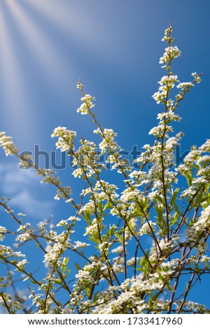 Blooming white flowers of the cherry bush at the early spring and sun ray blue and sky on background