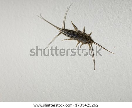 Photo of the Latin name Lepisma saccharina insect taken on white wall.