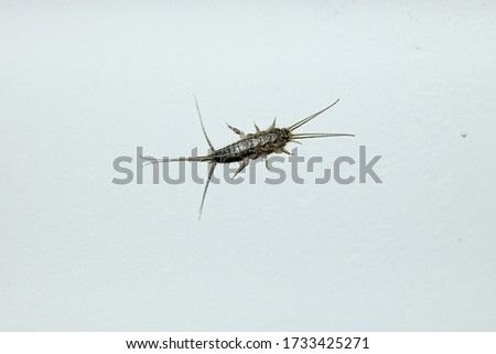 Photo of the Latin name Lepisma saccharina insect taken on white wall.