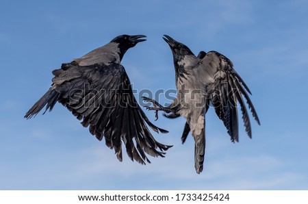 Two crows in the air-a crow to a crow, the eye will not bite out, such a saying Royalty-Free Stock Photo #1733425424