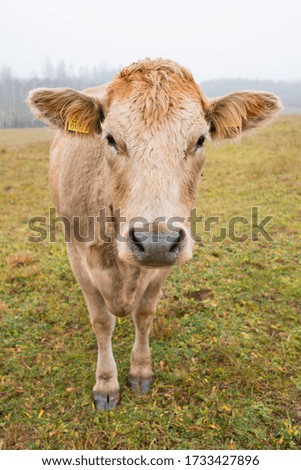Brown angus cow portrait in foggy autumn field. Grass on the background, cow looking into camera, vertical format, straight looking closeup. Angus beef cow for meat. Farm Animal Grown for Organic meat