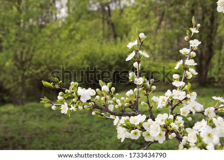 Apple cherry plum flowering tree in spring white flowers, flowering trees, beautiful
