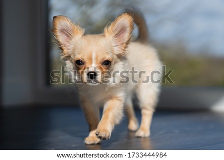 Three month old long haired Chihuahua puppy