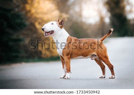 Bull terrier show dog posing. Happy dog in kennel. Bullterrier outside Royalty-Free Stock Photo #1733450942