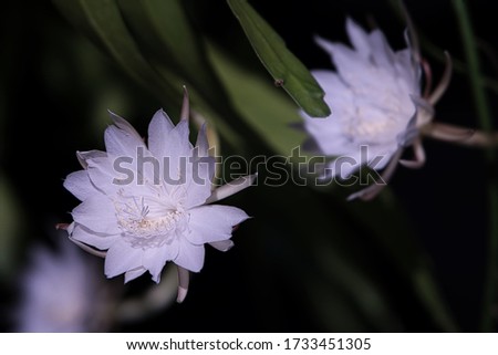 Epiphyllum Anguliger, Cactus Blossoms on Black Background, Shallow Depth of Field. Orchid Cactus Queen of the Night, Epiphyllum Oxypetalum. Full bloom.