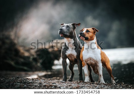 American staffordshire terrier in action. Power of dog. Super fit and strong amstaff.  Royalty-Free Stock Photo #1733454758